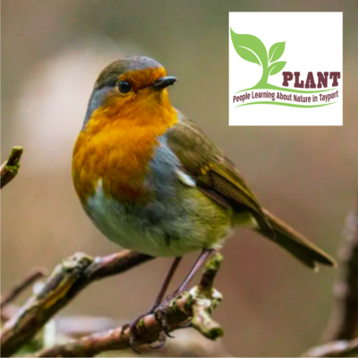 Dawn Chorus from Tayport Community Garden