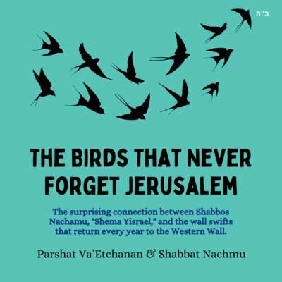 The Birds That Never Forget Jerusalem (Parshat Va’Etchanan & Shabbat Nachamu)