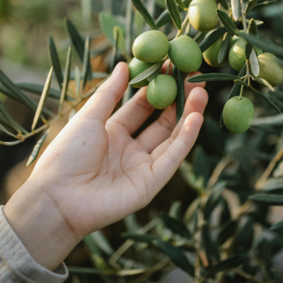 159. Olive Trees, Birthrights, Curses, & Covenants