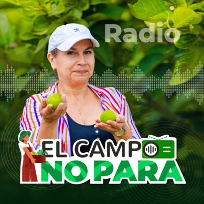 Currently playing episode