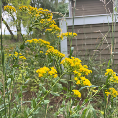 Goldenrod for the Mid-Atlantic