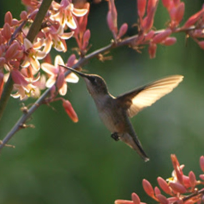 Attracting Hummingbirds to Your Garden
