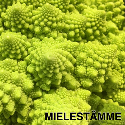 6. Mitä minun pitäisi tietää mindfulnessista? (Vilho Ahola ja Jani Kajanoja) 6. Mitä minun pitäisi tietää mindfulnessista? (Vilho Ahola ja Jani Kajanoja)