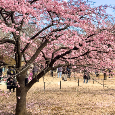 第272回｜【一日東京】#1 代代木公園看河津櫻