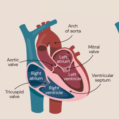 Beyond the Heartbeat: How Direct Cardiac Investigation Could Save Lives
