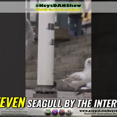 Seagull Steals GoPro: Viral Aerial Theft Adventure! #HISTORY KeysDAN Show #KeysDANShow @KeysDAN