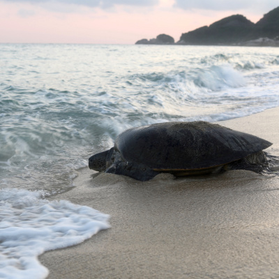 Sand and Waves at Inakahama Beach, Yakushima National Park, Japan. (15 min)