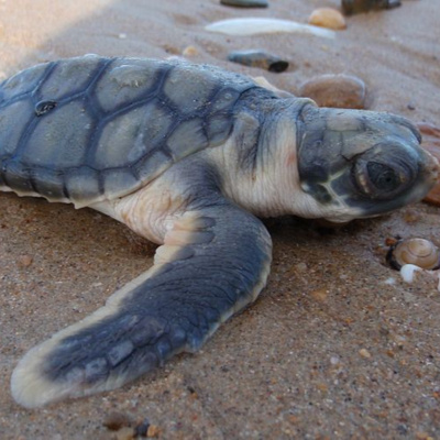 Facts: The Flatback Sea Turtle
