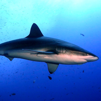 Facts: The Galapagos Shark