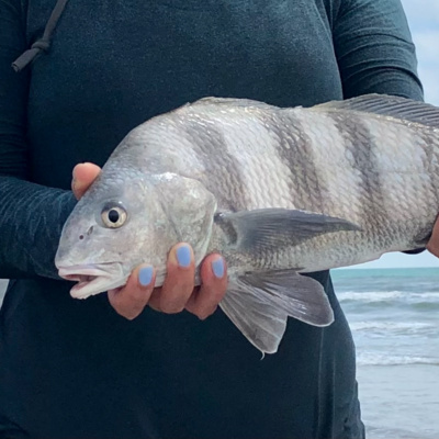 Fact: The Black Drum