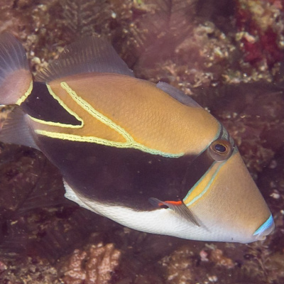 Facts: The Reef Triggerfish (Humuhumunukunukuapua'a)