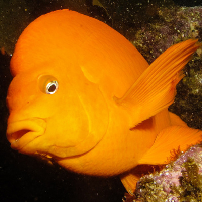 Facts: The Garibaldi Damselfish