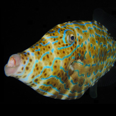 Facts: The Filefish