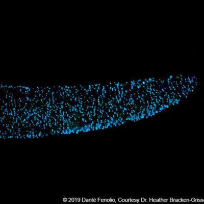  Facts: The Pyrosome