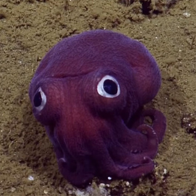Facts: The Googly-Eyed Stubby Squid