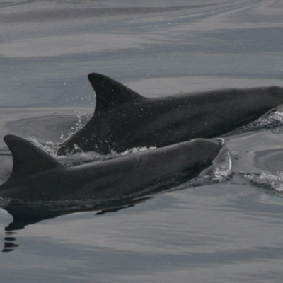 Facts: The Pygmy Killer Whale