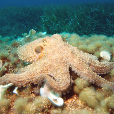 Facts: The Common Octopus