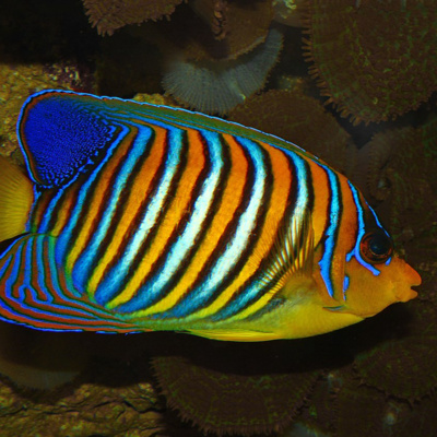 Facts: The Regal Angelfish