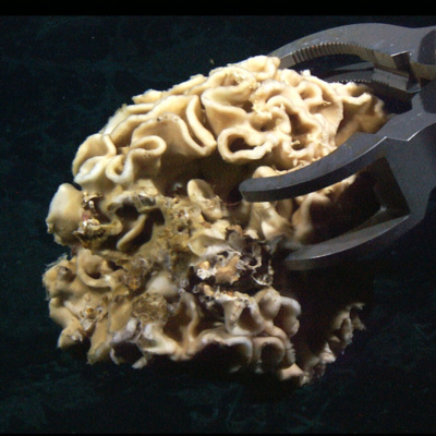 Facts: Xenophyophores (Giant Cells in the Deep Sea)