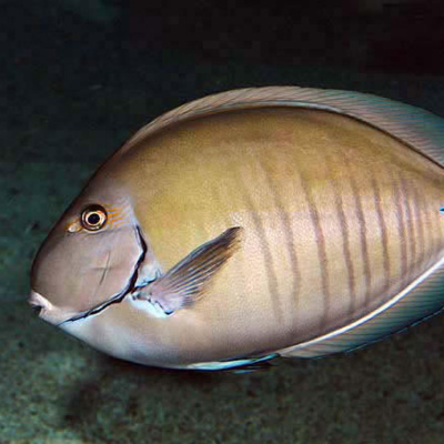 Facts: The Doctorfish