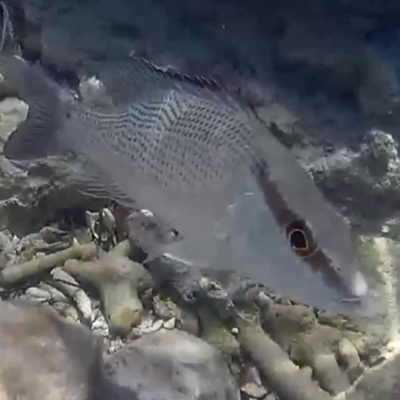Facts: The Gray Snapper