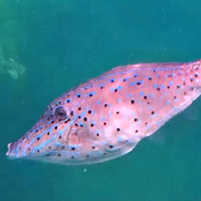 Facts: The Scrawled Filefish