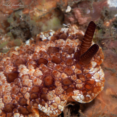 Facts: The Pizza Crust Sea Slug