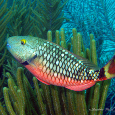 Facts: The Stoplight Parrotfish