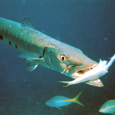 Facts: Barracudas