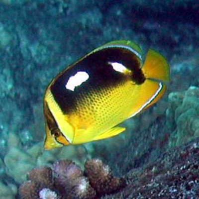 Facts: The Fourspot Butterflyfish
