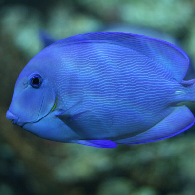 Facts: The Atlantic Blue Tang
