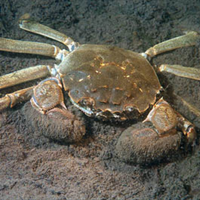 Facts: The Chinese Mitten Crab