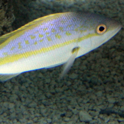 Facts: The Yellowtail Snapper
