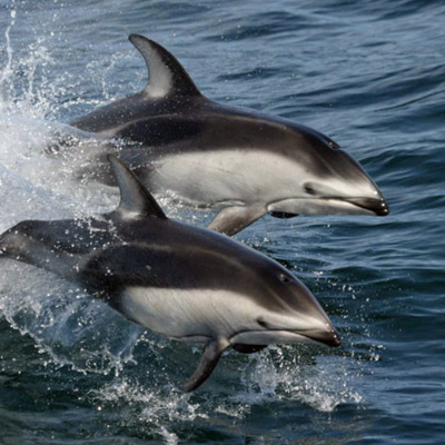 Facts: The Pacific White-Sided Dolphin