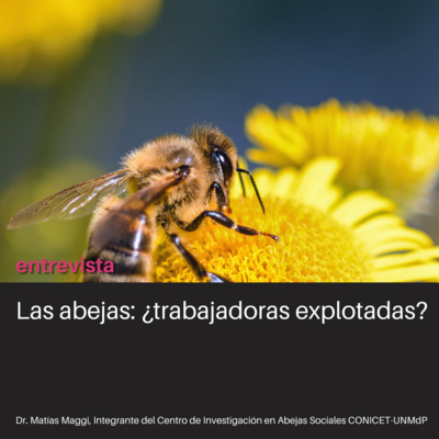 Las abejas ¿son "explotadas" por el humano?