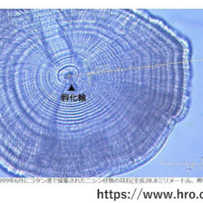 Feathers & Fibre: マオリ工芸の調査 img-1536127917-4050-27885-p-