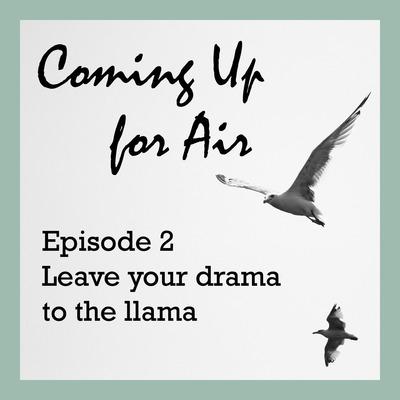 Leave Your Drama To The Llama