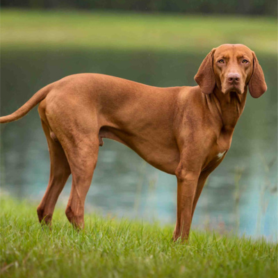 I Believe in DOG