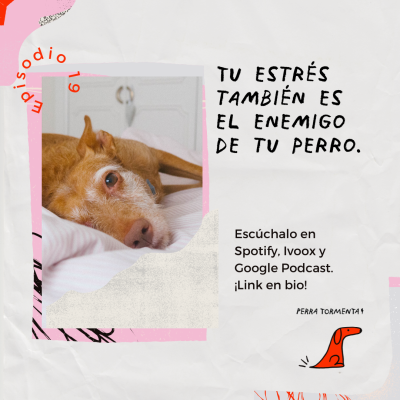 19. Tu estrés también es el enemigo de tu perro.