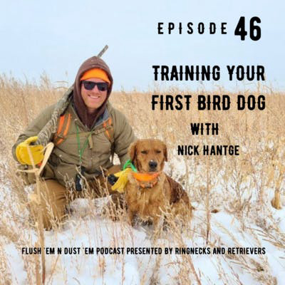 Training Your First Bird Dog