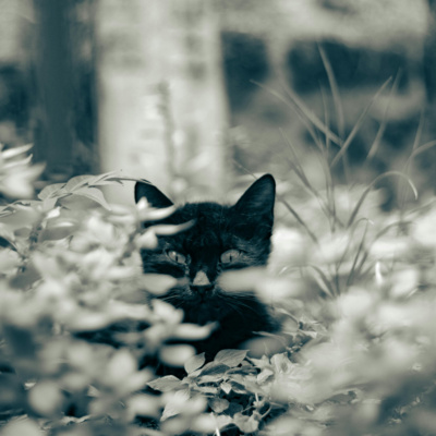 Escape