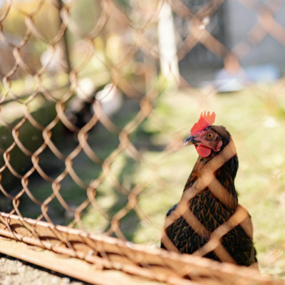 Steve the Chook