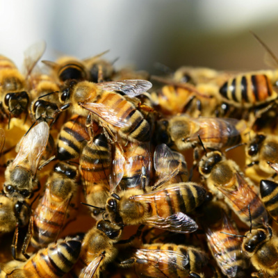 The Bee Incident