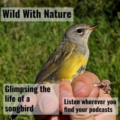 Glimpsing the life of a songbird