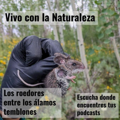 Los roedores entre los álamos temblones