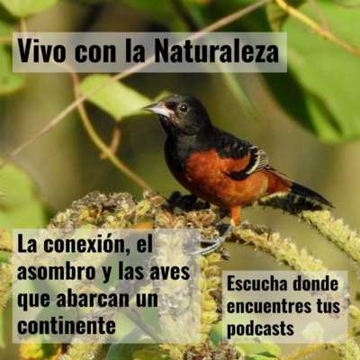 La conexión, el asombro y las aves que abarcan un continente