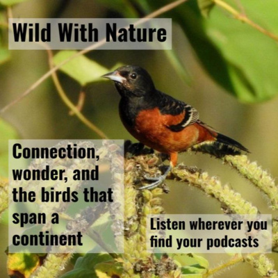 Connection, wonder, and the birds that span a continent