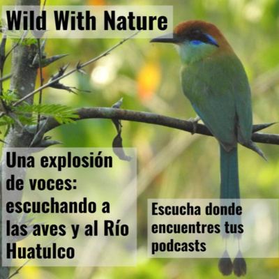 Una explosión de voces: escuchando a las aves y al Río Huatulco