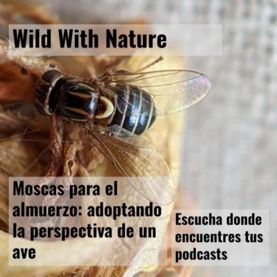 Moscas para el almuerzo: adoptando la perspectiva de un ave