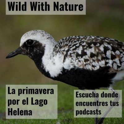 La primavera por el Lago Helena: playeros hacia el Ártico